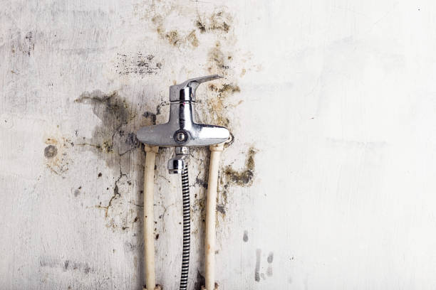  Mount Airy, GA Mold Removal Pros