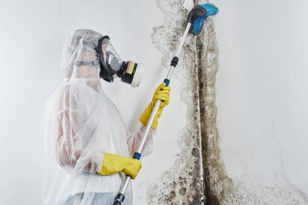Best Emergency Mold Remediation in Mount Airy, GA