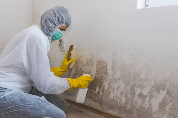 Best Mold Remediation for Specific Building Types in Mount Airy, GA