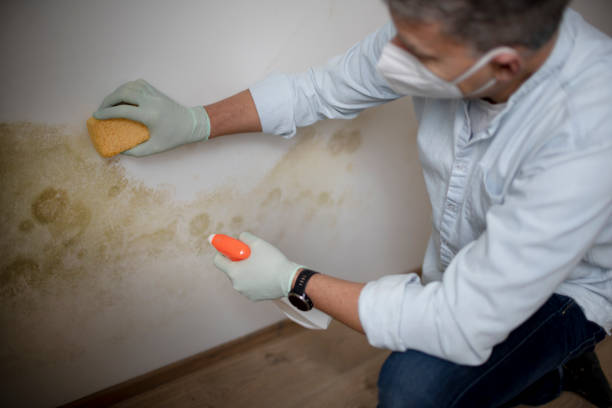 Best Emergency Mold Remediation in Mount Airy, GA