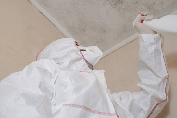 Professional Mold Remediation in Mount Airy, GA